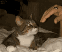 Cuddle Me Cats GIF