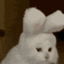 Cat Bunny GIF - Cat Bunny Nod GIFs