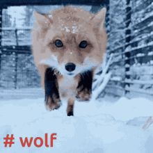 Fox Wolf GIF - Fox Wolf GIFs