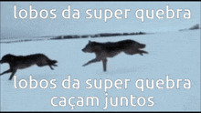 a wolf is running in the snow with the words lobos da super quebra below it