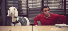 a man in a red sweater is sitting at a desk next to a goat wearing a harness .