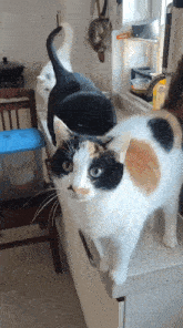 Cat Cats GIF - Cat Cats Fat Cat GIFs