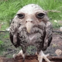 Owl Funny GIF - Owl Funny Mem GIFs
