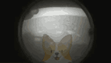 Doge Dogecoin Crypto Hogdexter GIF