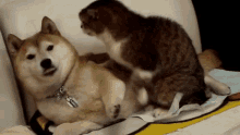 Cat Doggo GIF - Cat Doggo GIFs