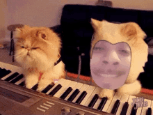 Piano Cat GIF - Piano Cat Playing GIFs