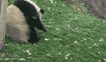 Panda Roll GIF - Panda Roll Back Roll GIFs