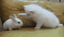 Kitten Bunny GIF - Kitten Bunny Fight GIFs