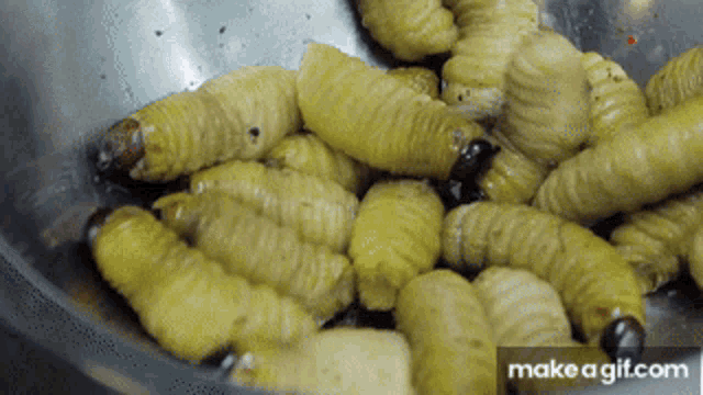 Chef Ecuador GIF - Chef Ecuador Worms GIFs