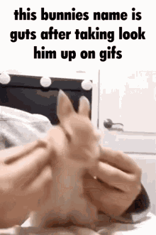 This Bunnies Name This Cats Name GIF - This Bunnies Name This Cats Name GIFs