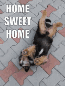 Home Sweet Home Relaxed GIF - Home Sweet Home Relaxed Cat GIFs