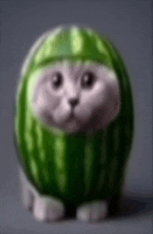 a cat is wearing a watermelon hat and sitting in a watermelon .