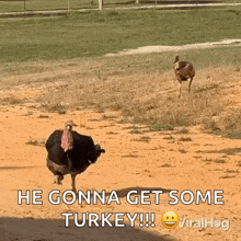 Turkeys Run Viralhog GIF