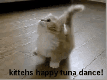 Kittehs Happy Tuna Dance GIF - Tuna Tunadance Happydance GIFs