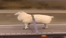 a white sheep is standing on the side of a highway .