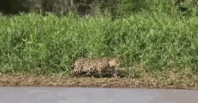 Wildlife Cheetah GIF - Wildlife Cheetah Animal GIFs