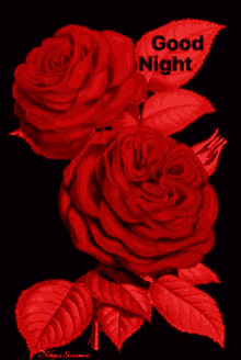Love Roses GIF - Love Roses Good Night GIFs