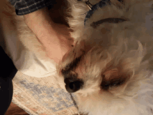 Orchee Archie GIF - Orchee Archie Dog GIFs