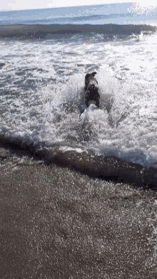 Swimming Dog GIF - Swimming Dog Beach GIFs