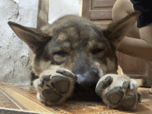 a close up of a dog laying on the floor
