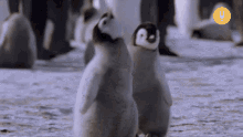 Wanna Fly Little Penguin GIF