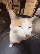 Silly Cat Sillly GIF - Silly Cat Cat Sillly GIFs