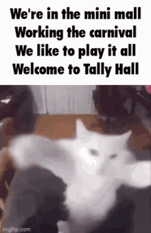 Welcome To Tally Hall Dancing Cat GIF - Welcome To Tally Hall Tally Hall Dancing Cat GIFs