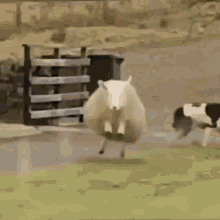 Happy Sheep GIF - Happy Sheep Excited GIFs