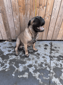 a pug dog is sitting on a wet sidewalk with its mouth open