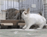 two rabbits are standing in front of a cage .