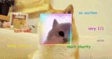 a picture of a dog with a rainbow border around it