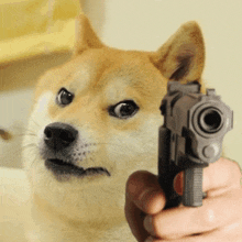 Dog Shooting GIF - Dog Shooting Gun GIFs
