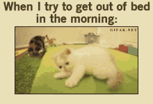 Out Bed GIF - Out Bed Morning GIFs