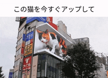 tokyo cat