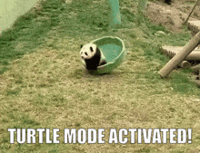 a panda bear is sitting in a green bowl with the words turtle mode activated below it