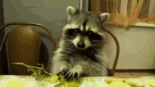 Grapes Raccoon GIF - Grapes Raccoon Eat GIFs