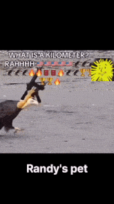 a bald eagle is running on a beach with the words randy 's pet written below it