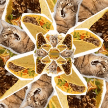 Cats Tacos GIF - Cats Tacos Mesmerizing GIFs