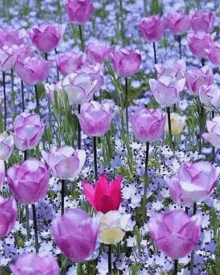 Purple Roses Purple Flowers GIF - Purple Roses Purple Flowers GIFs