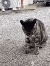 Cat Roll Out Transformers Cat Summersault GIF - Cat Roll Out Transformers Cat Roll Cat Summersault GIFs