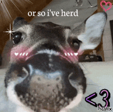 a picture of a deer with the words or so i 've herd written above it
