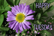 Happy Tuesday GIF - Happy Tuesday GIFs