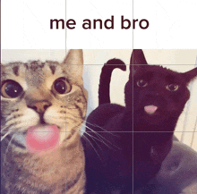 two cats sticking their tongues out with the words me and bro above them