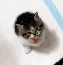 Small Angry Cat Grr Kitty GIF - Small Angry Cat Angry Cat Grr Kitty GIFs