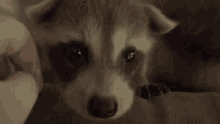 Raccoon Cute GIF - Raccoon Cute GIFs