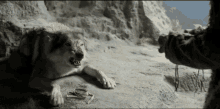 Growling Giving Water GIF - Growling Giving Water Wounded GIFs