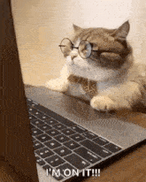 Businesscat Working GIF - Businesscat Working Cat GIFs