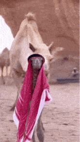 Mus8029 Musfaceless GIF - Mus8029 Musfaceless Camel Muslim GIFs