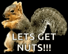 Squirrel Funny Squirrel GIF - Squirrel Funny Squirrel Dance - Discover &  Share GIFs