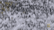 Getting Wet Shaking The Water Off GIF - Getting Wet Shaking The Water Off Rockhopper Penguin GIFs